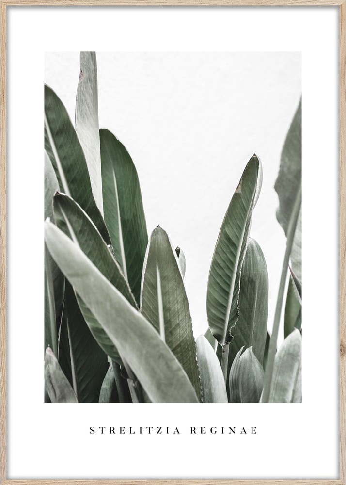 Plakát v rámu 50x70 cm Strelitzia – Styler Styler