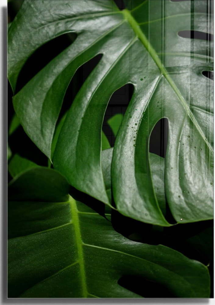 Skleněný obraz 50x70 cm Monstera – Wallity Wallity